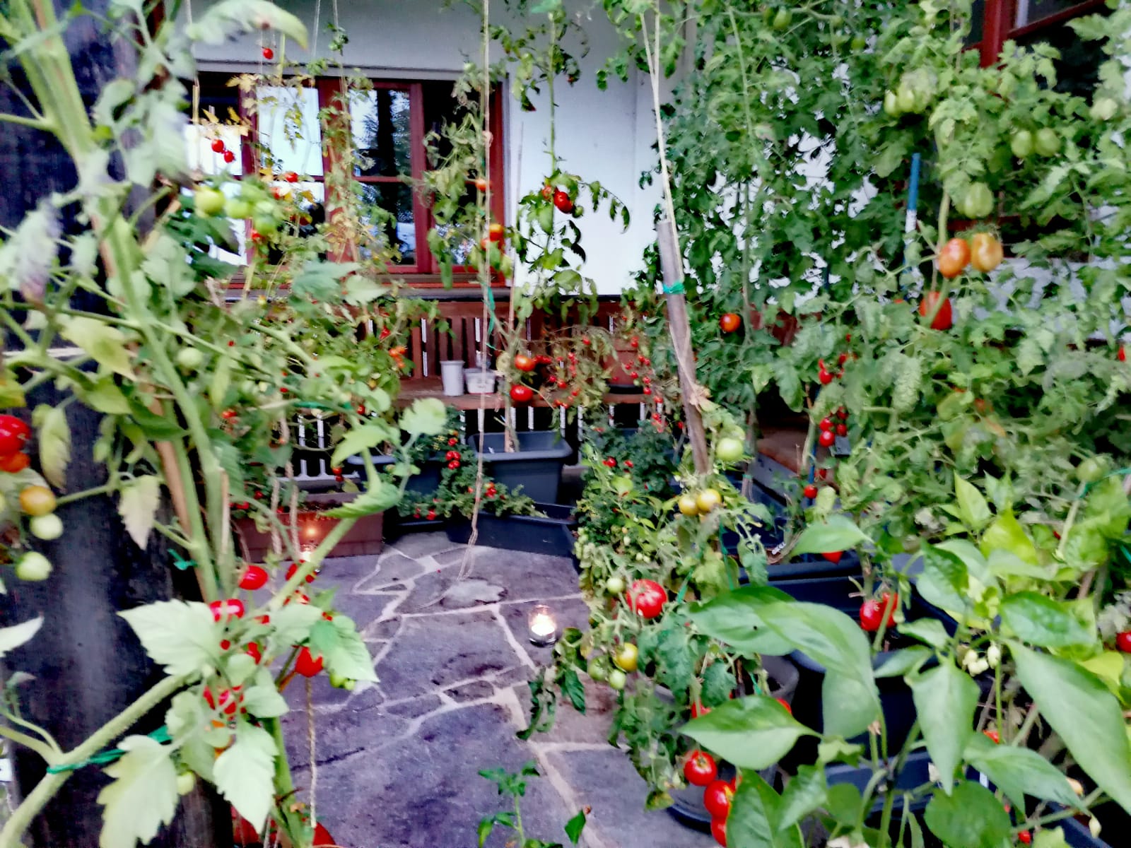 Gartenratsch